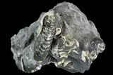 Hoploscaphites Ammonite - South Dakota #110585-2